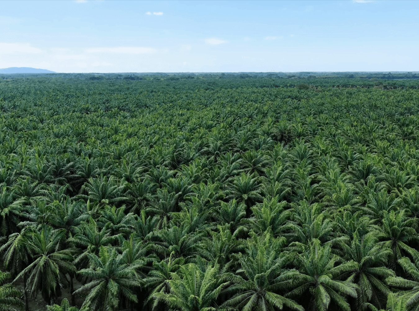 0004 PALM PLANTATION_1.1.3